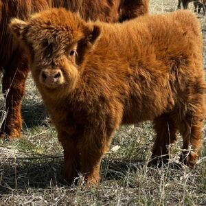 Micro/Mini Red Heifer by Rolling 7 Ranch Co-SOLD 10,000