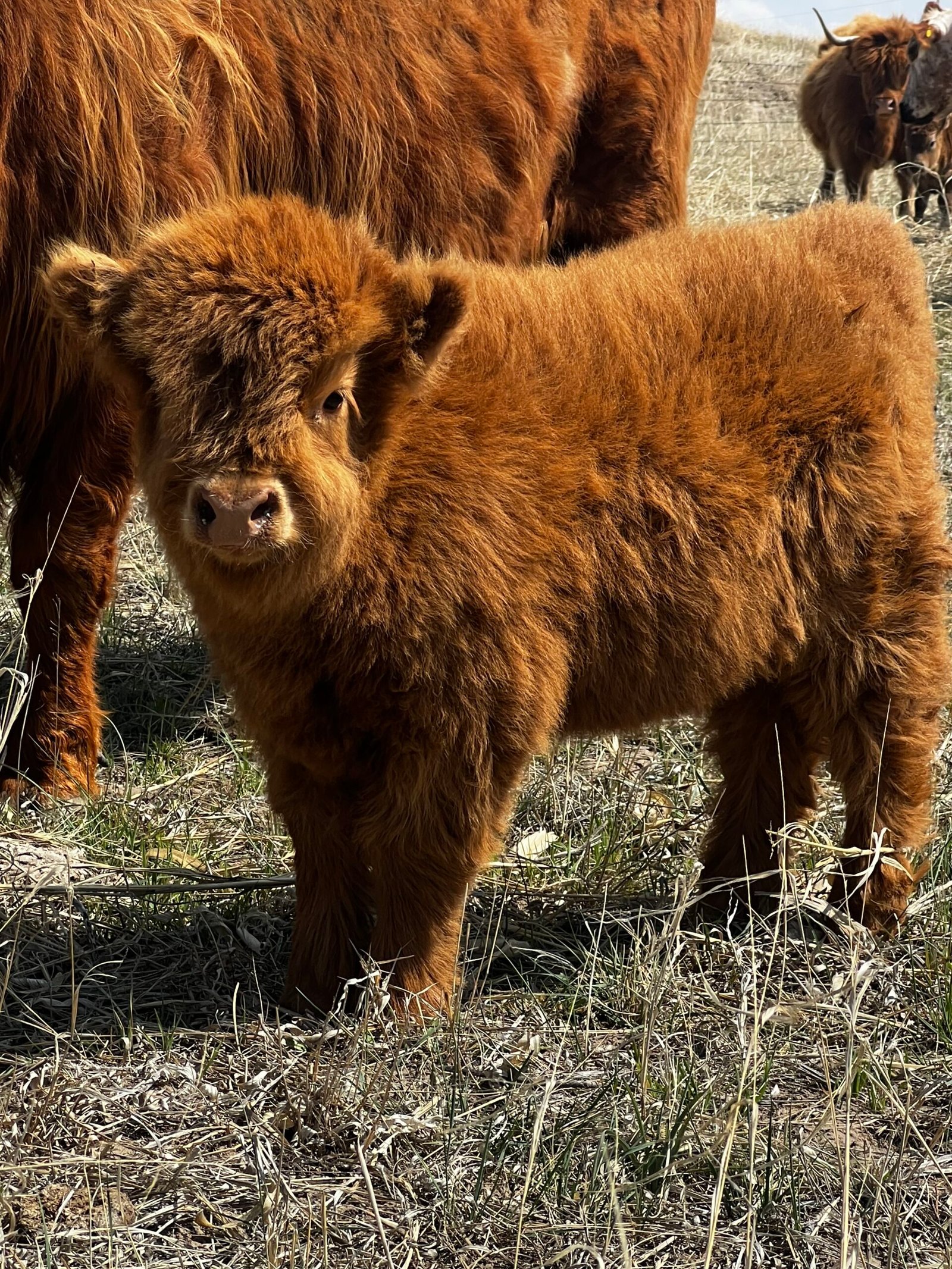 Micro/Mini Red Heifer