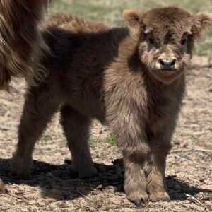 Micro/Mini Dun Heifer by Rolling 7 Ranch Co - SOLD 8,100