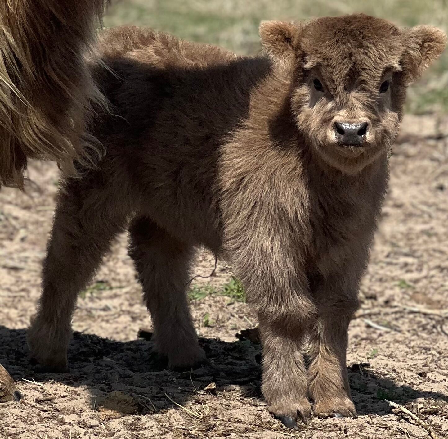 Micro/Mini Dun Heifer