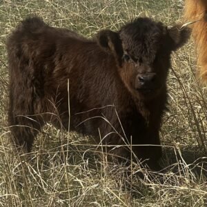 Micro/Mini Black Heifer by Rolling 7 Ranch Co - SOLD 9,000