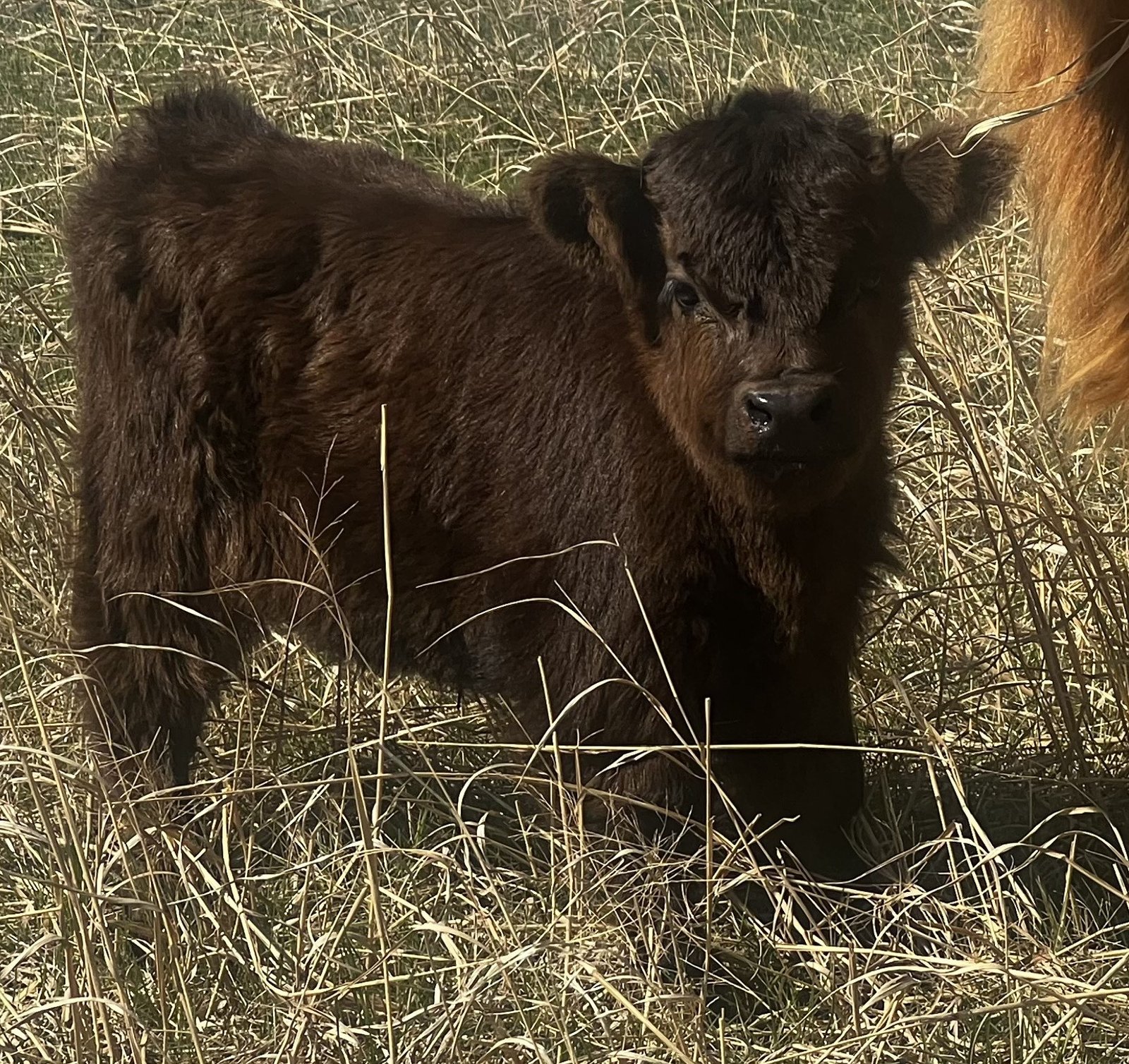 Micro/Mini Black Heifer