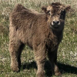 Mini/Midsize Dun Heifer by Rolling 7 Ranch Co - SOLD 7,500