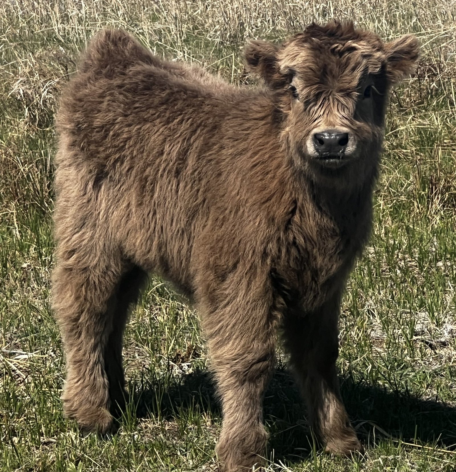 Mini/Midsize Dun Heifer