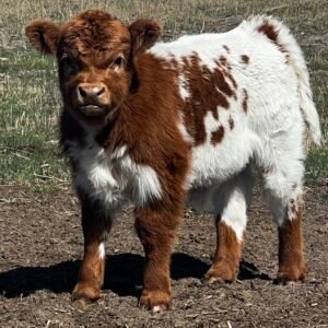 Mini Highpark Steer by Rolling 7 Ranch Co - SOLD 3,500