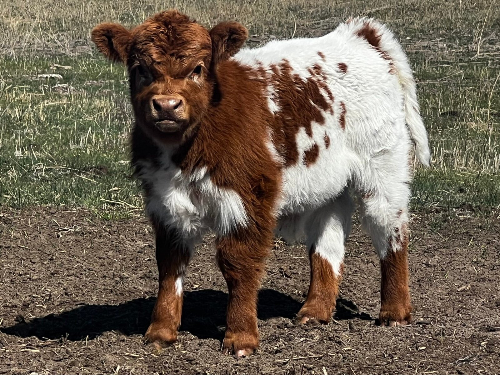 Mini Steer