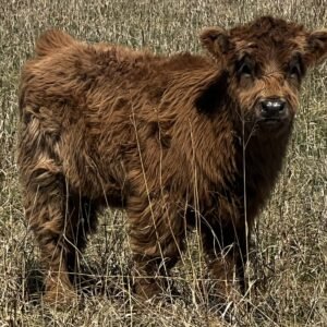 Mini/Mid Dun Heifer by Rolling 7 Ranch Co - SOLD 7,500