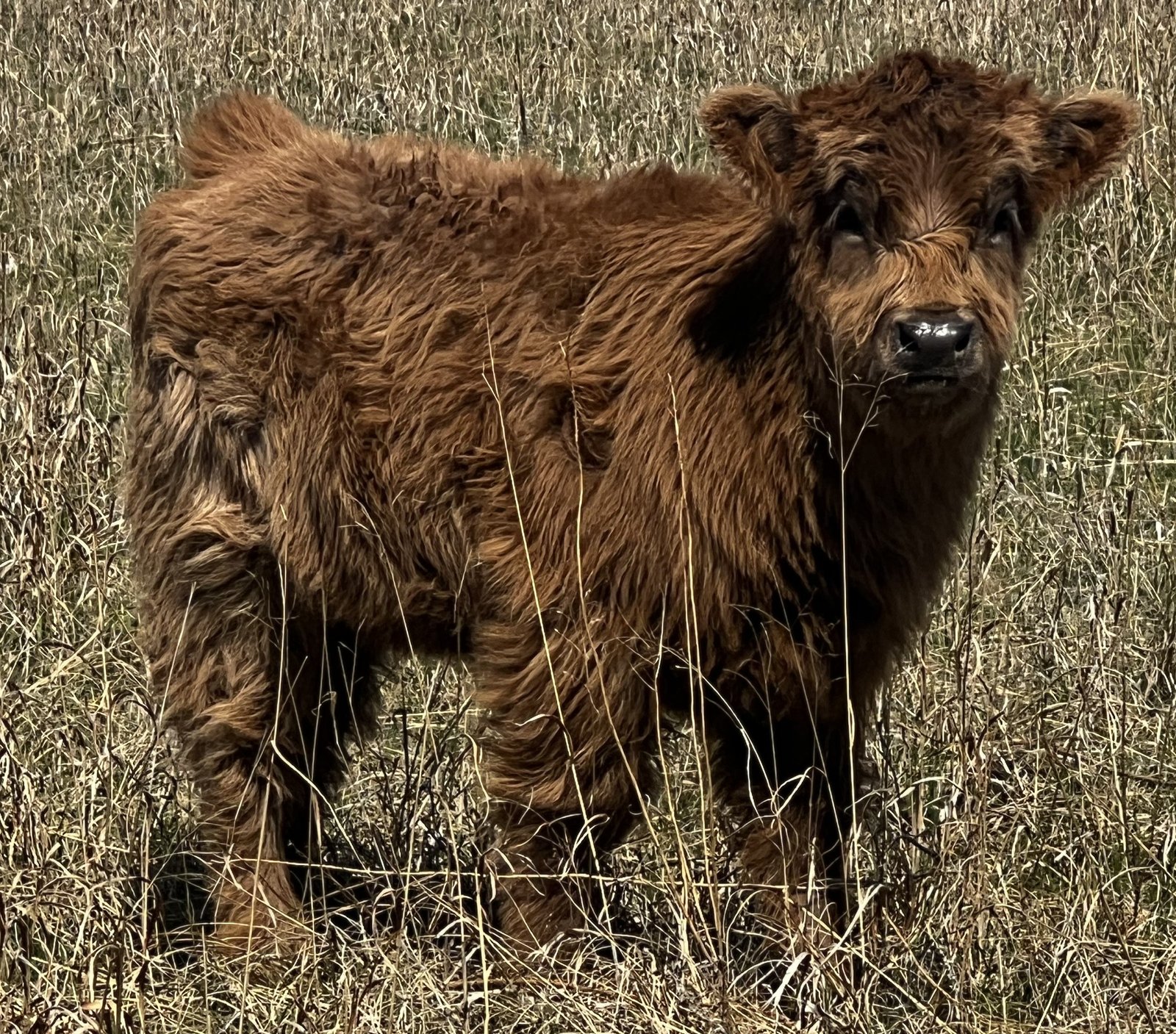 Mini/Mid Dun Heifer