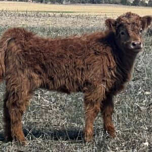 Mini/Mid Red Heifer by Rolling 7 Ranch Co - SOLD 4,500