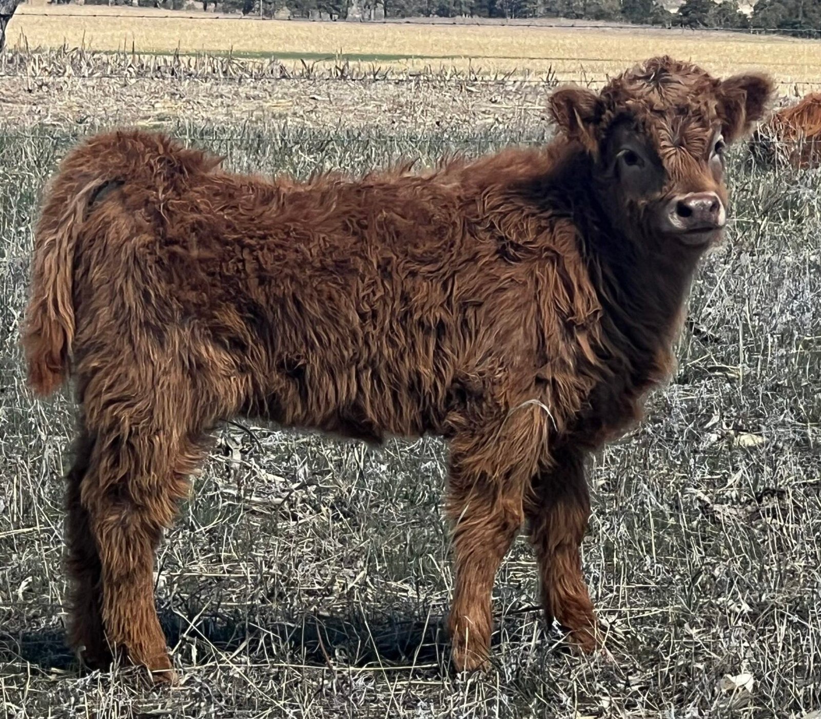Mini/Mid Red Heifer
