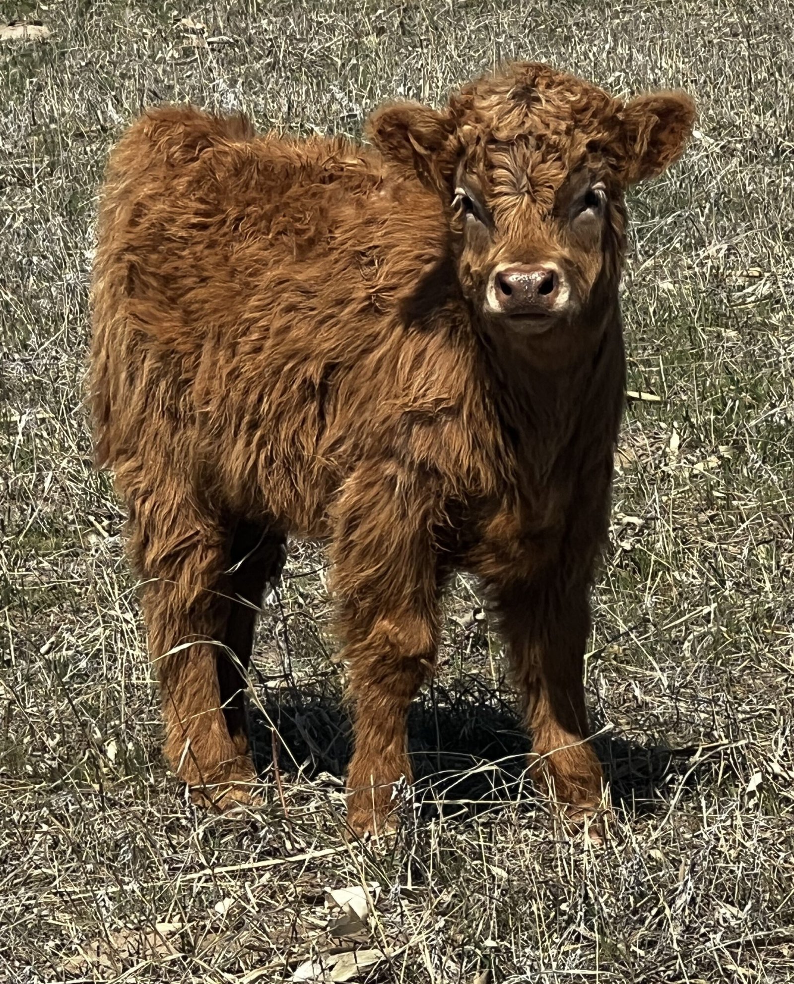 Mini/Mid Red Heifer