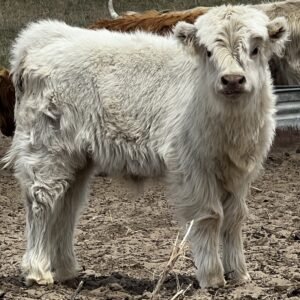 Mini/Mid White Heifer by Rolling 7 Ranch Co - SOLD 6,500