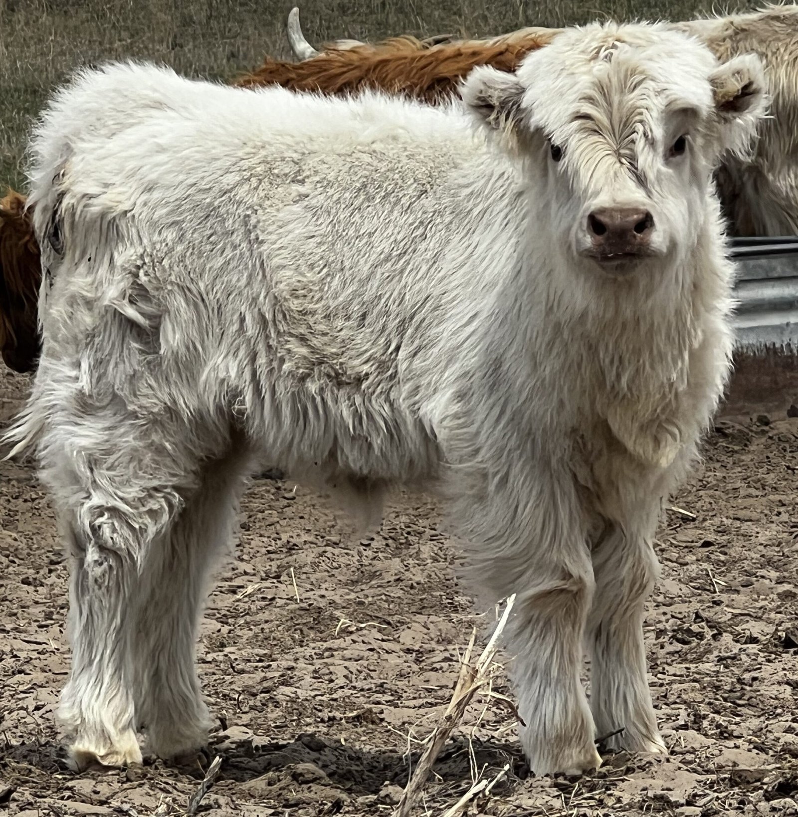 Mini/Mid White Heifer