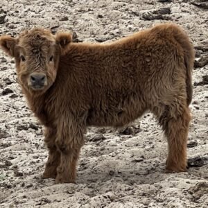 Micro/Mini Dun Heifer by Rolling 7 Ranch Co - SOLD 8,900