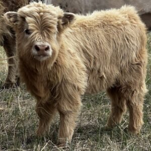 Micro/Mini Yellow Heifer by Rolling 7 Ranch Co-SOLD 10,250