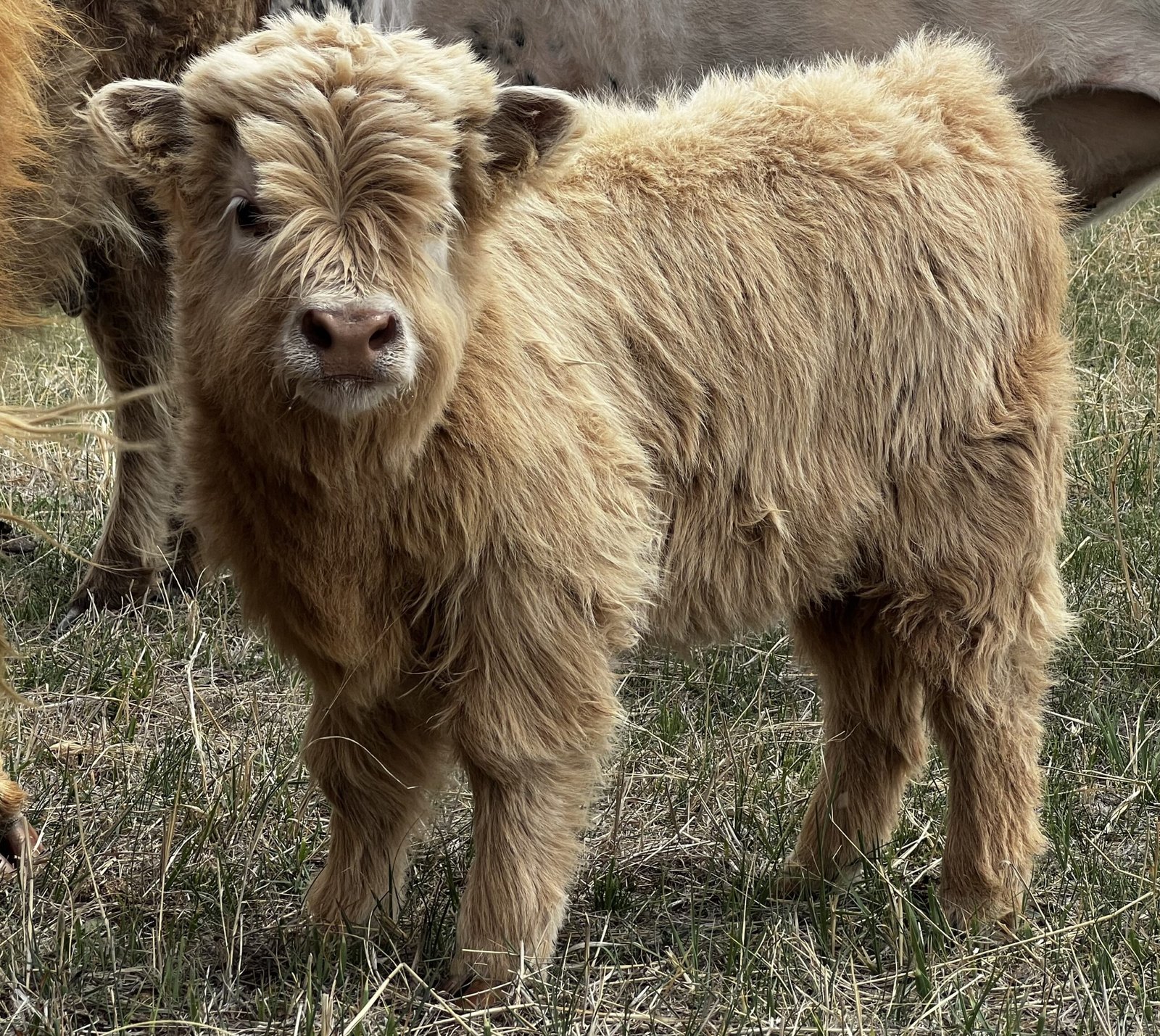 Micro/Mini Yellow Heifer