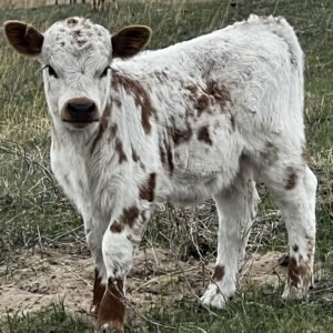 Micro/Mini Highpark Heifer by Rolling 7 Ranch Co - SOLD 8,850