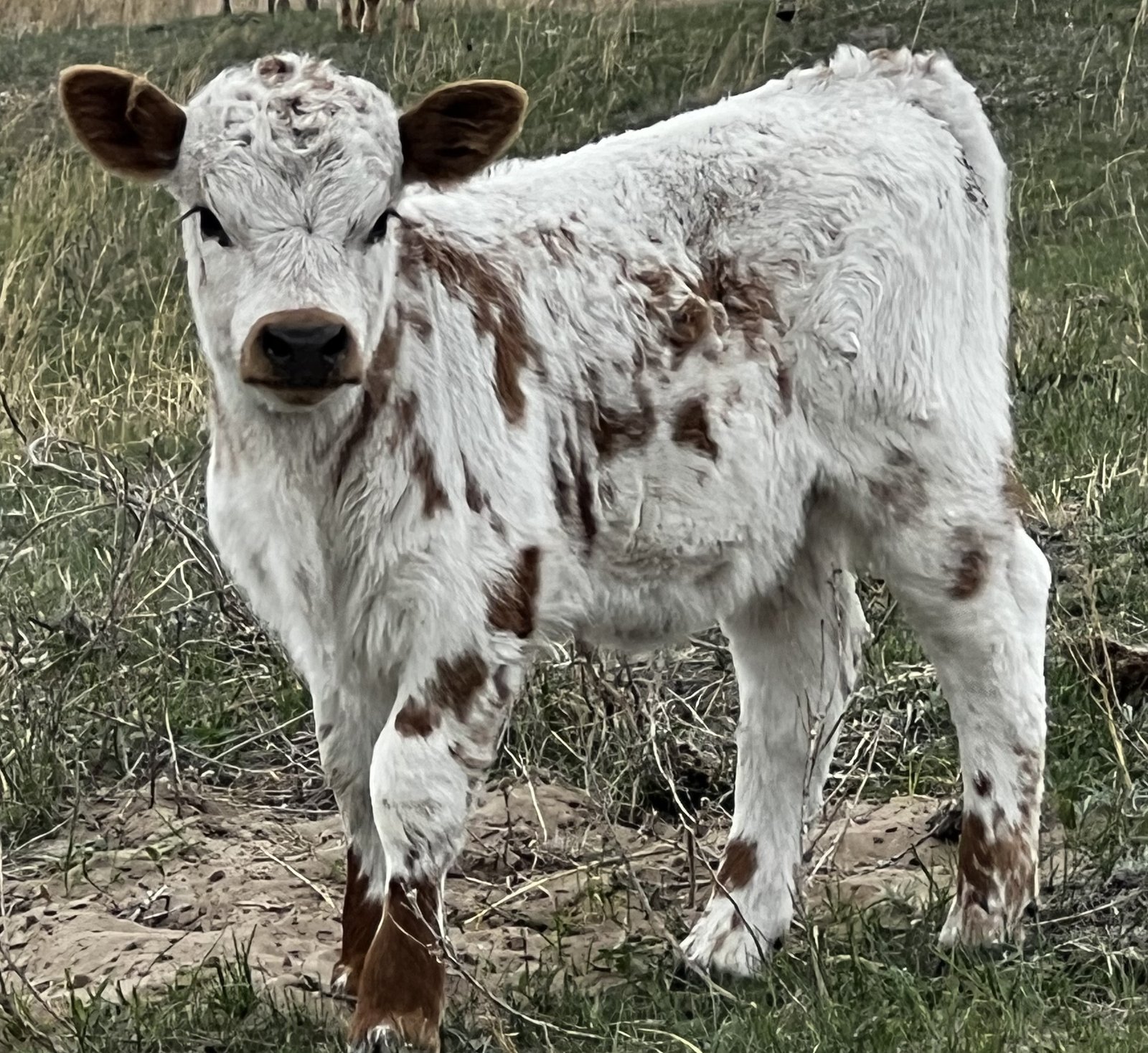 Micro/Mini Highpark Heifer