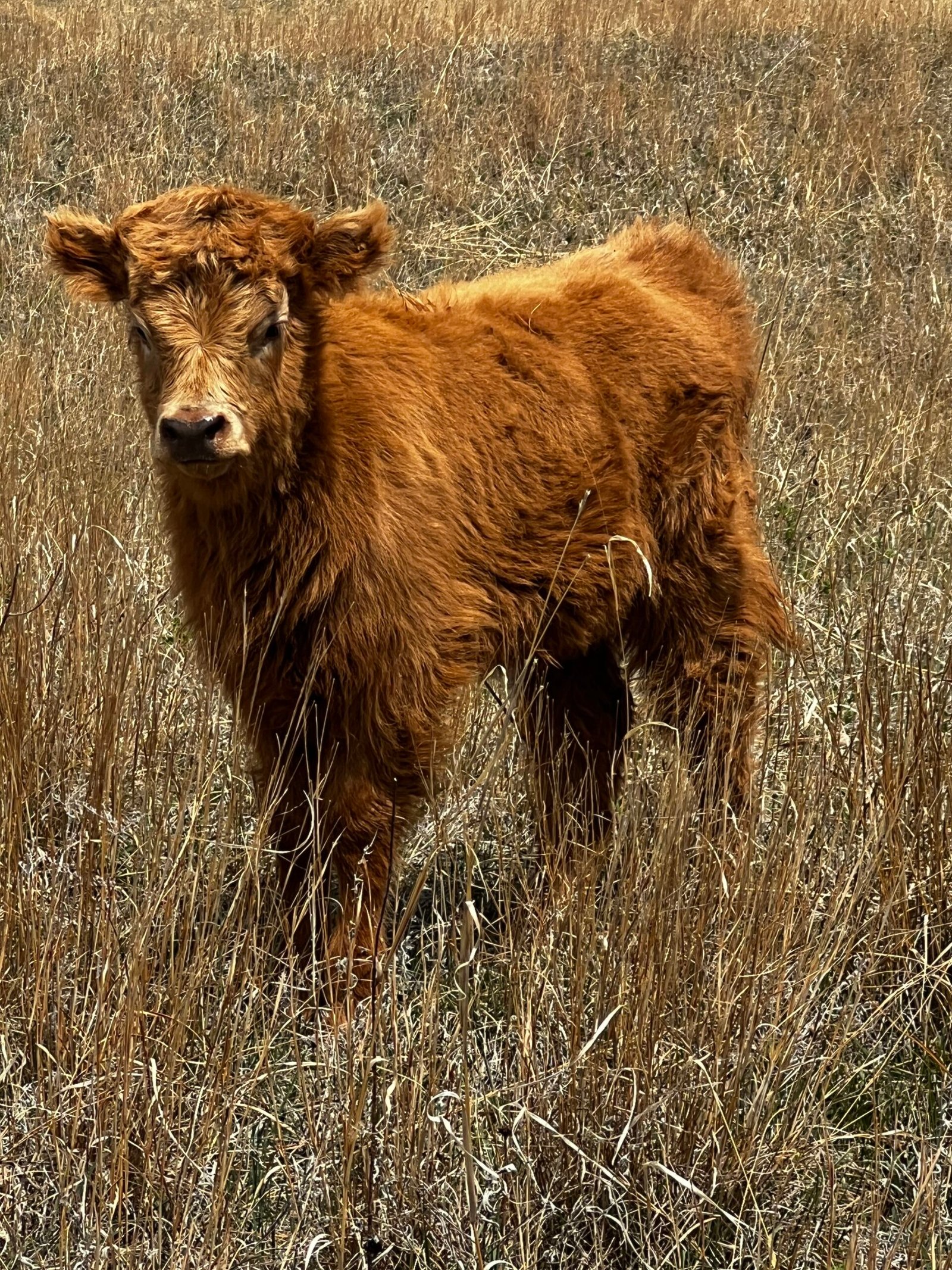 Mini/Mid Red Heifer by Rolling 7 Ranch Co - SOLD 4,500 - Image 4