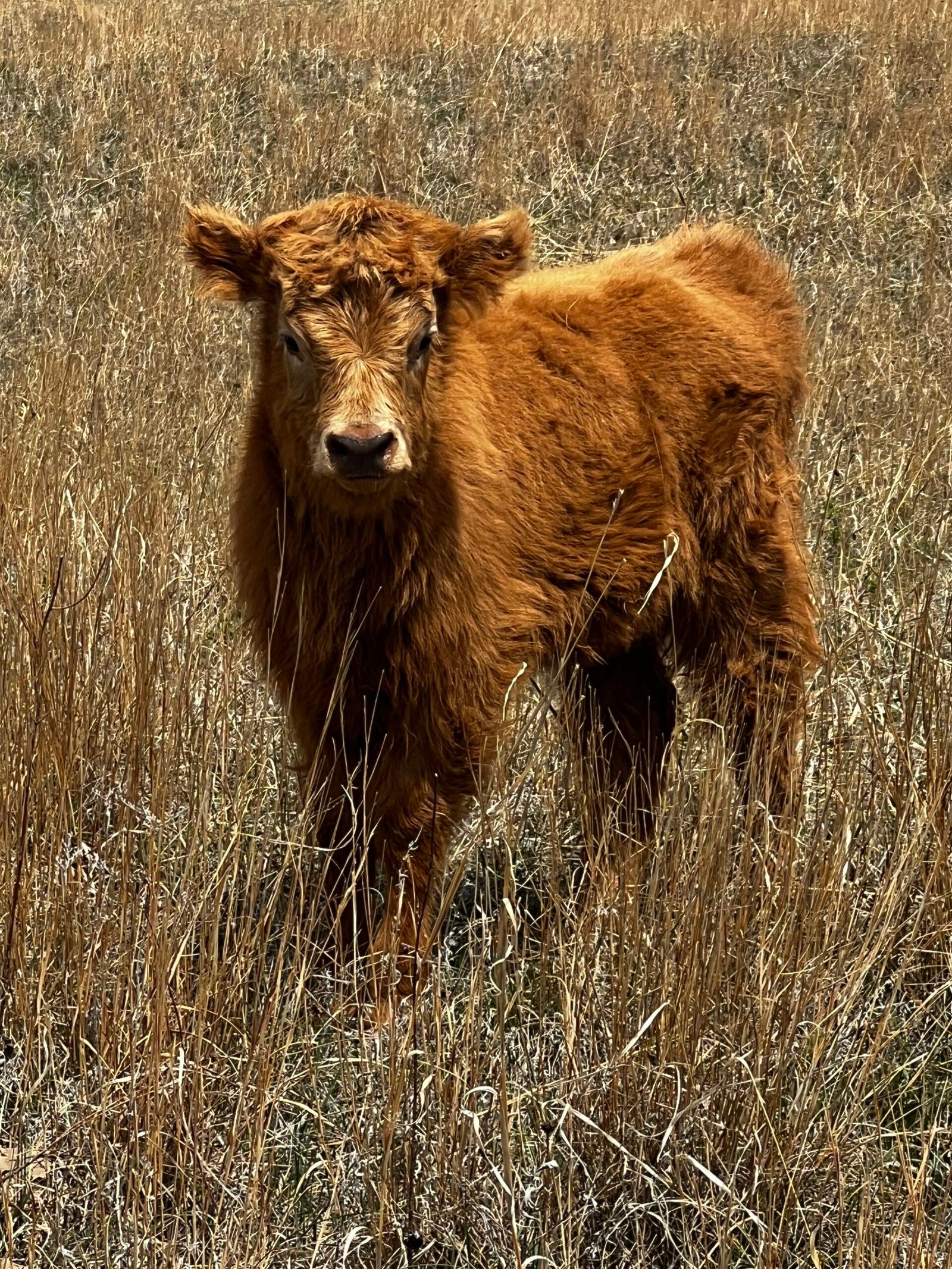 Mini/Mid Red Heifer by Rolling 7 Ranch Co - SOLD 4,500 - Image 2