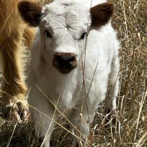 Micro/Mini Highpark Heifer by Rolling 7 Ranch Co - SOLD 8,250