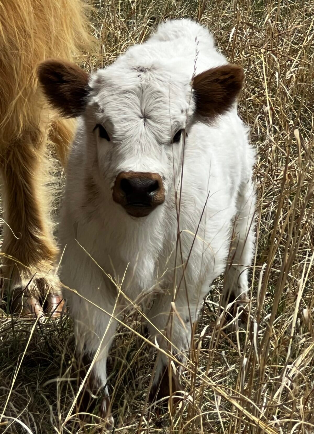 Micro/Mini Highpark Heifer