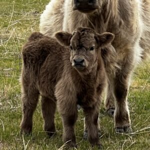 Micro/Mini Dun Heifer by Rolling 7 Ranch Co-SOLD 10,999