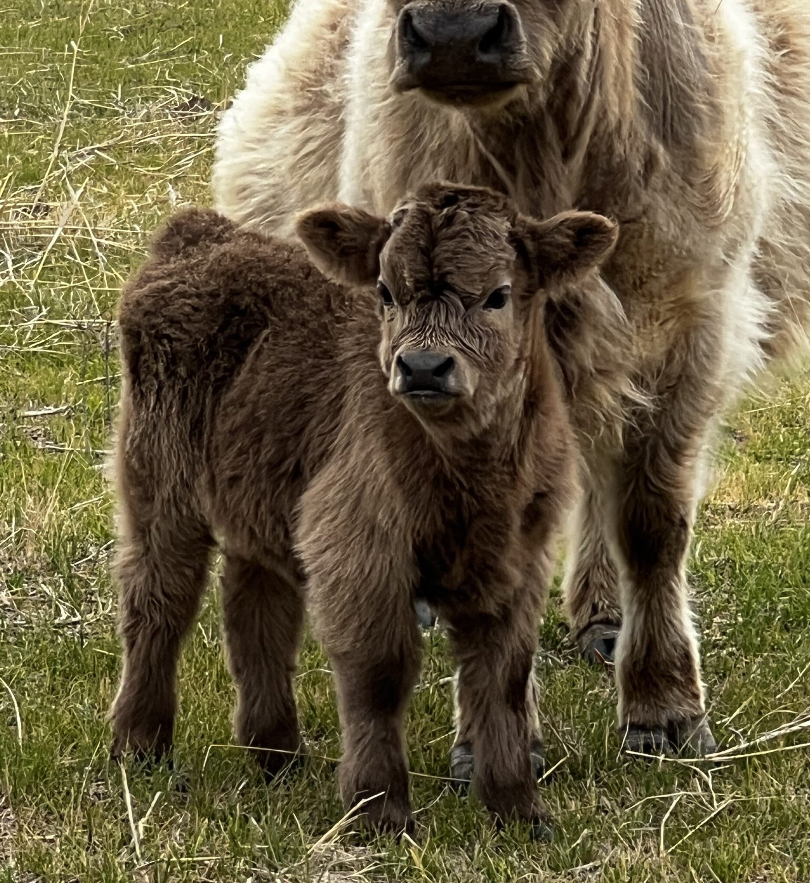 Micro/Mini Dun Heifer by Rolling 7 Ranch Co-SOLD 10,999