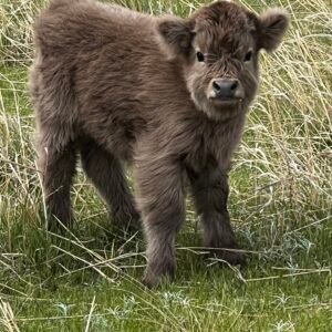 Micro/Mini Dun Heifer by Rolling 7 Ranch Co - SOLD 11,250