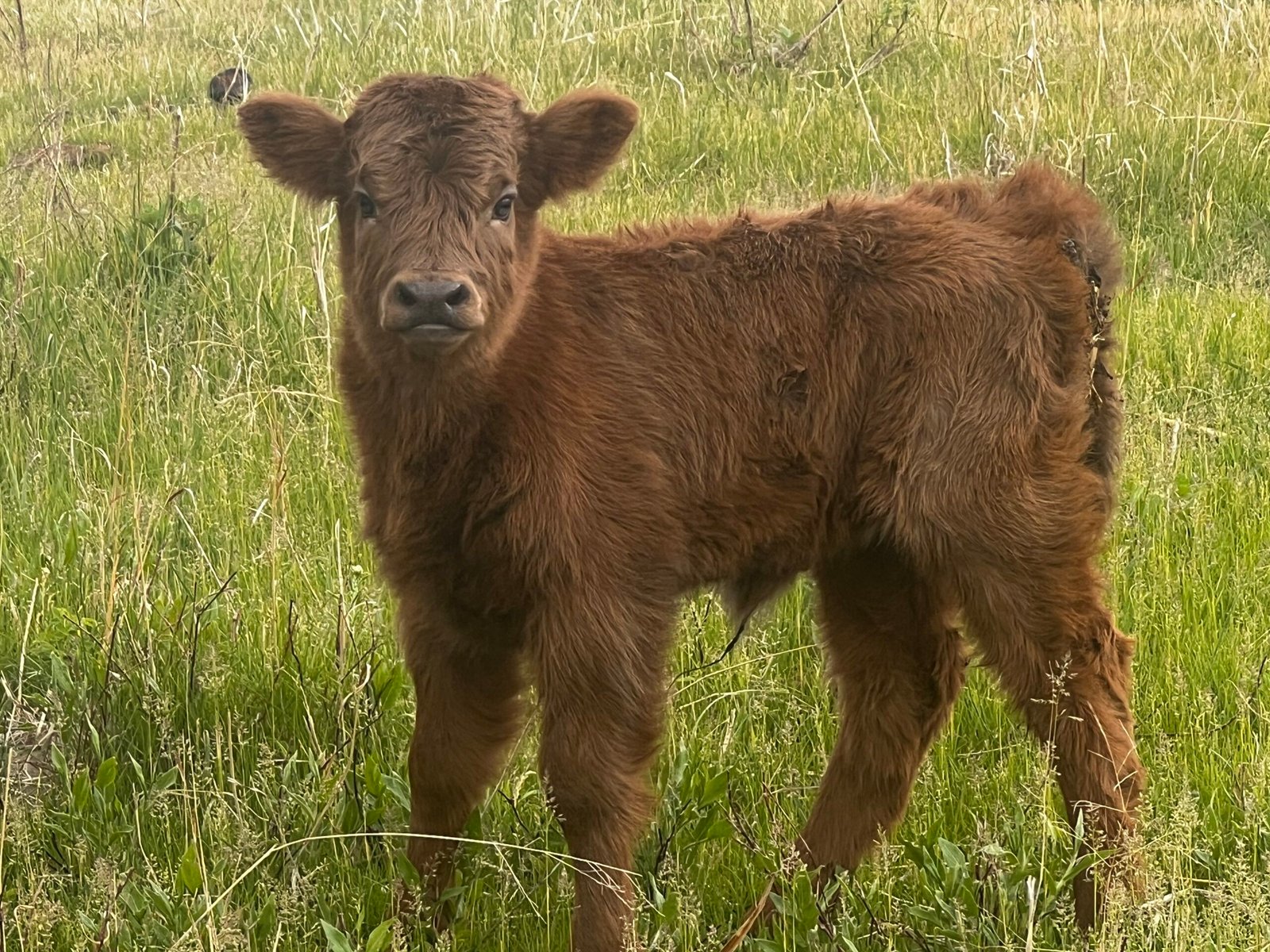 Mini/Midsize Dun Heifer by Rolling 7 Ranch Co - SOLD 4,500 - Image 4