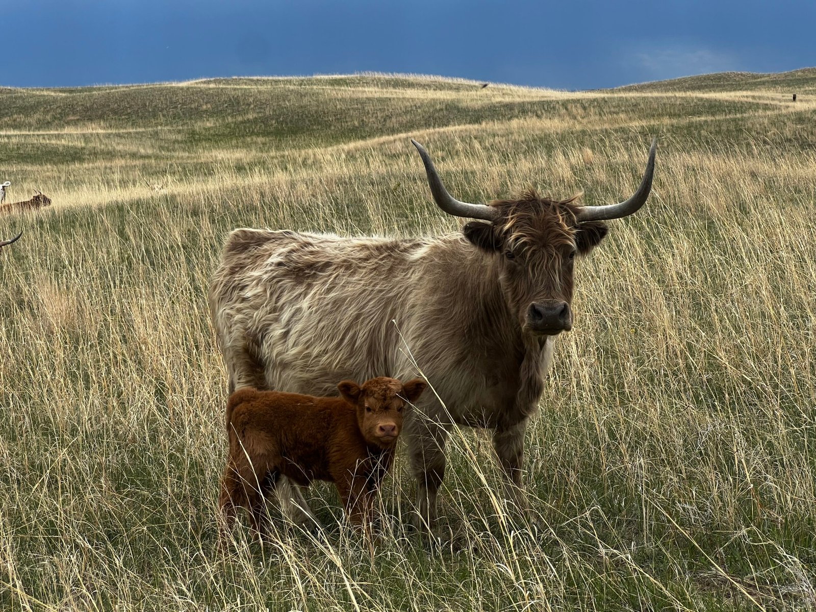 Micro/Mini Red Heifer by Rolling 7 Ranch Co - SOLD 7,250 - Image 3