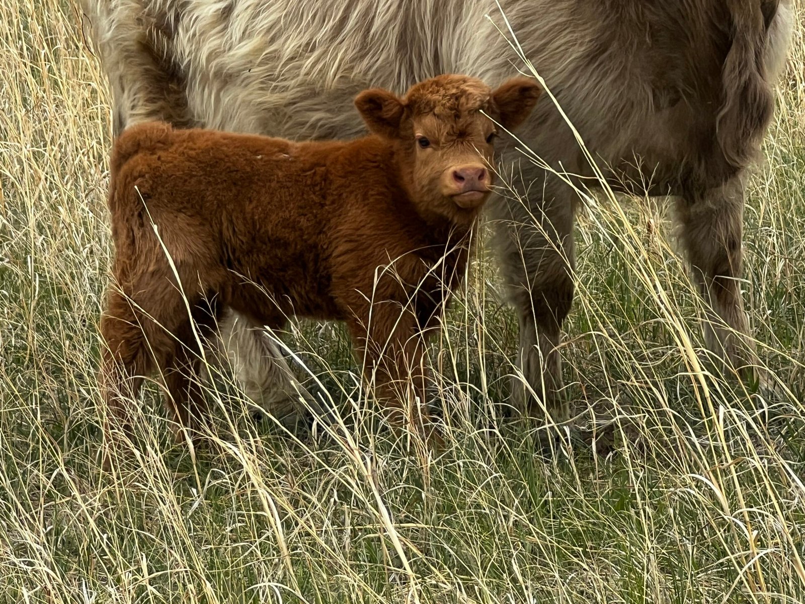 Micro/Mini Red Heifer by Rolling 7 Ranch Co - SOLD 7,250 - Image 2