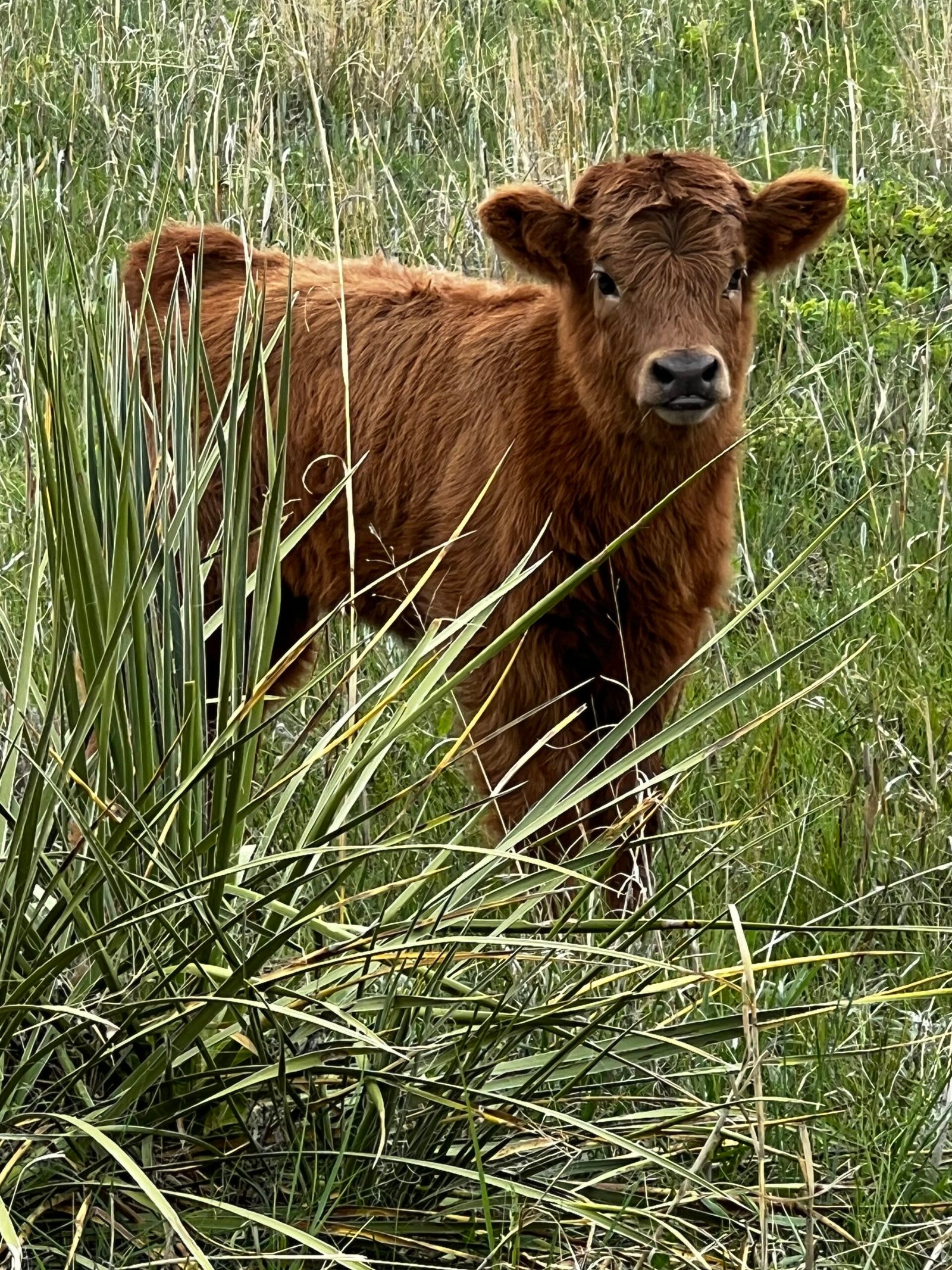 Mini/Midsize Dun Heifer by Rolling 7 Ranch Co - SOLD 4,500 - Image 3