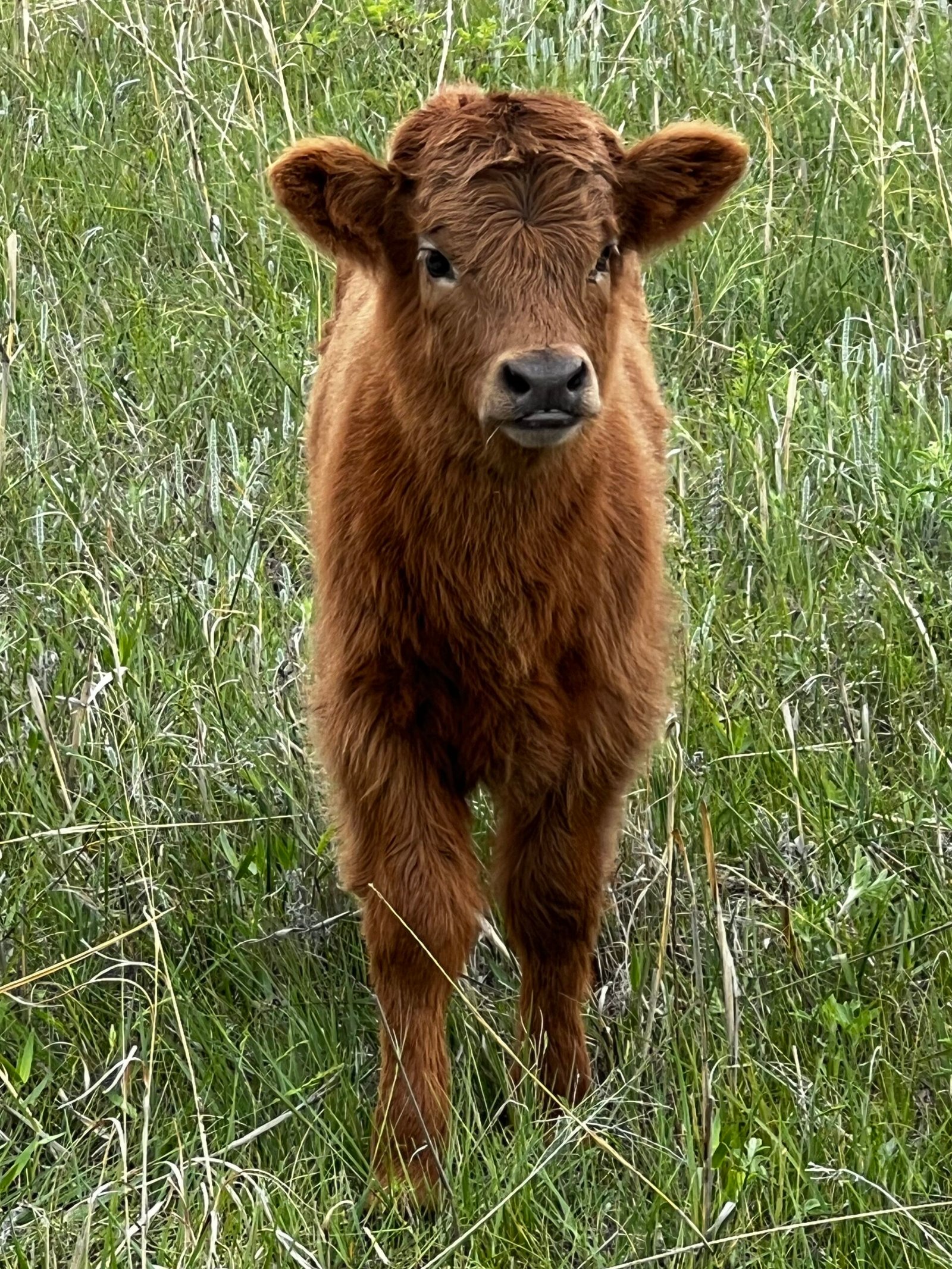 Mini/Midsize Dun Heifer by Rolling 7 Ranch Co - SOLD 4,500 - Image 2