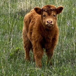 Micro/Mini Red Heifer by Rolling 7 Ranch Co - SOLD 7,250