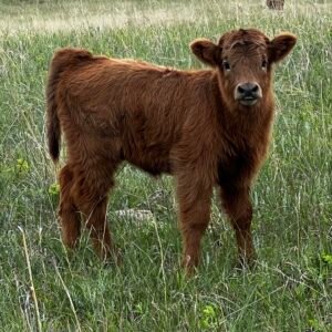 Mini/Midsize Dun Heifer by Rolling 7 Ranch Co - SOLD 4,500