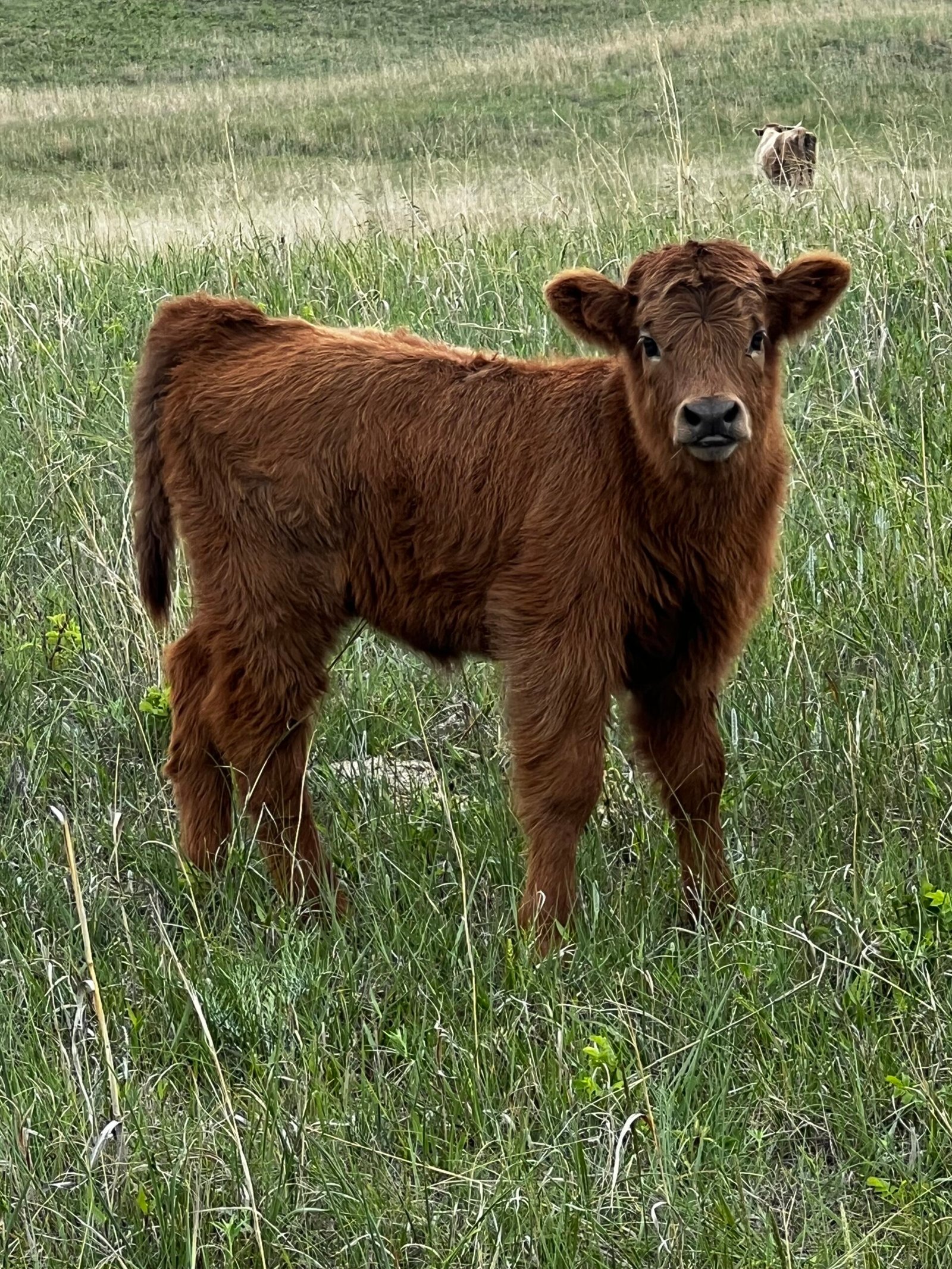 Mini/Midsize Dun Heifer by Rolling 7 Ranch Co - SOLD 4,500