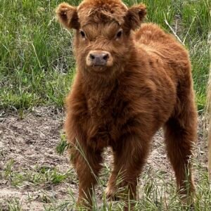 Micro/Mini Red Heifer by Rolling 7 Ranch Co - SOLD 6,000