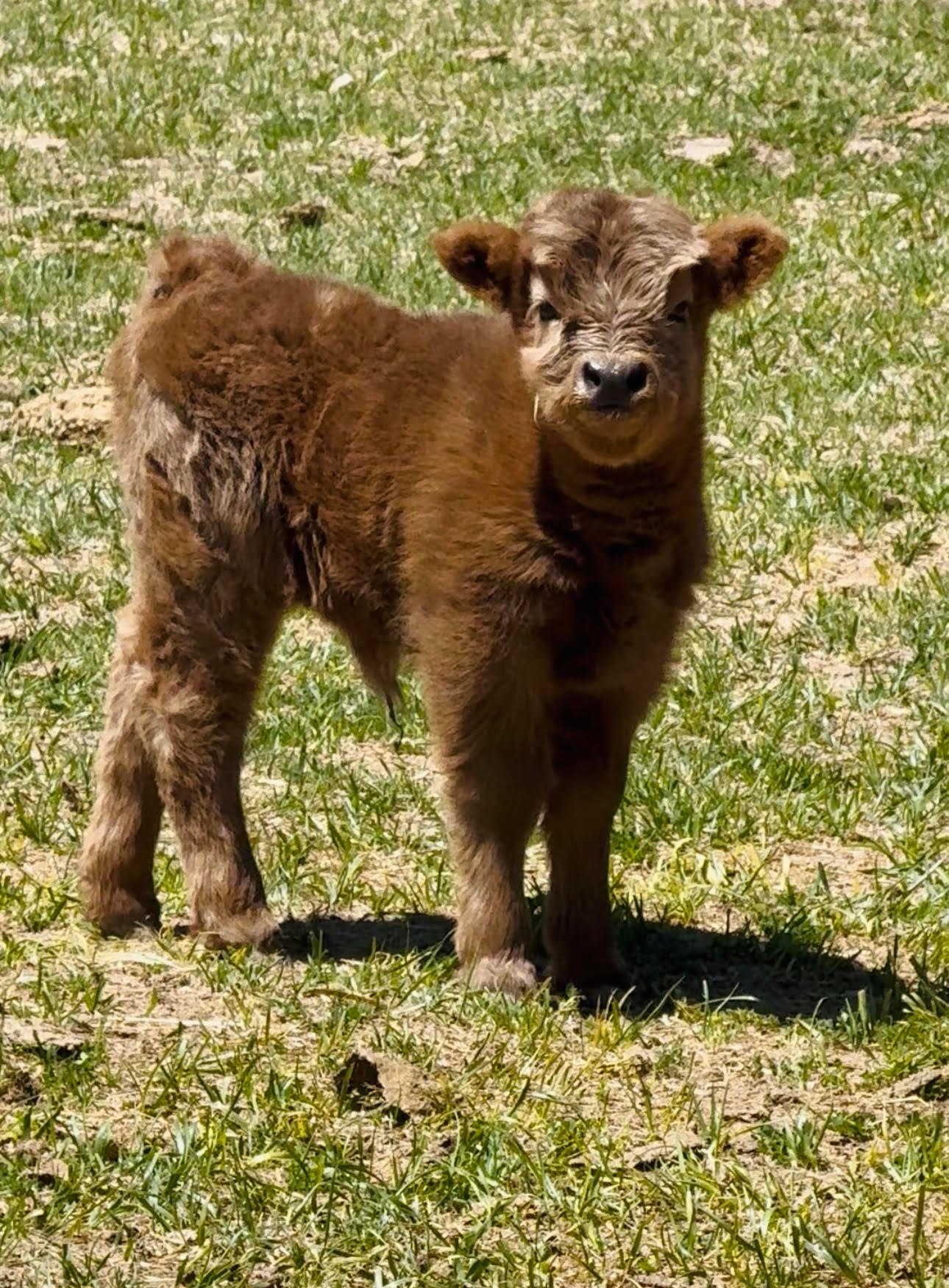 Micro/Mini Heifer " Polly Anne"