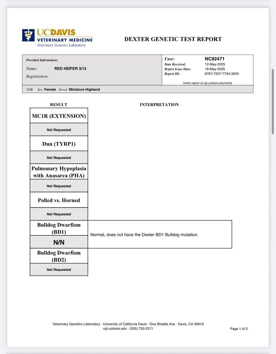 Mini/Mid Red Heifer by Rolling 7 Ranch Co - SOLD 4,500 - Image 5