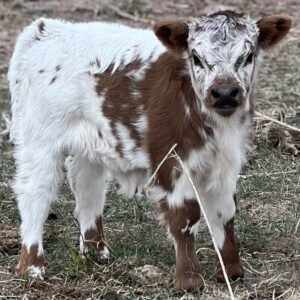 Micro/Mini Highpark Steer by Rolling 7 Ranch Co - SOLD 4,250