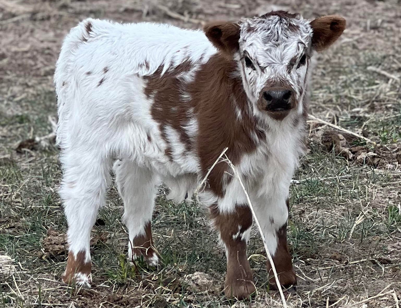 Micro/Mini Highpark Steer