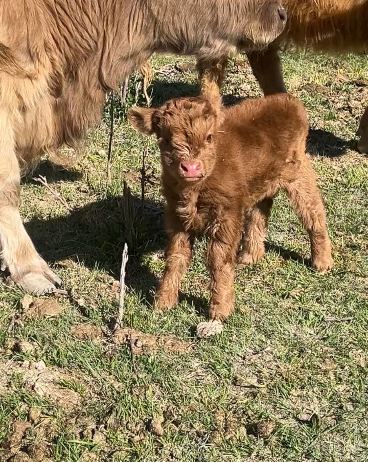 Micro/Mini Heifer "Honey"
