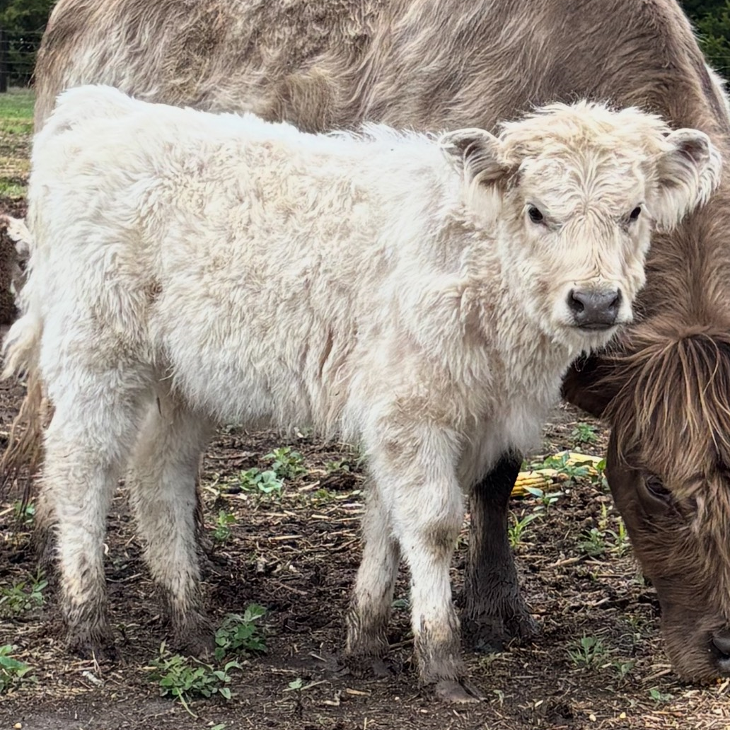 Mini/Midsize Silver Heifer by the McFarland Bros - SOLD 4,000