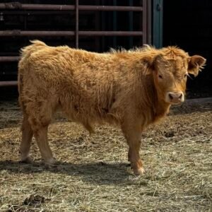 Micro/Mini Red Bull by the McFarland Bros - SOLD 5,000