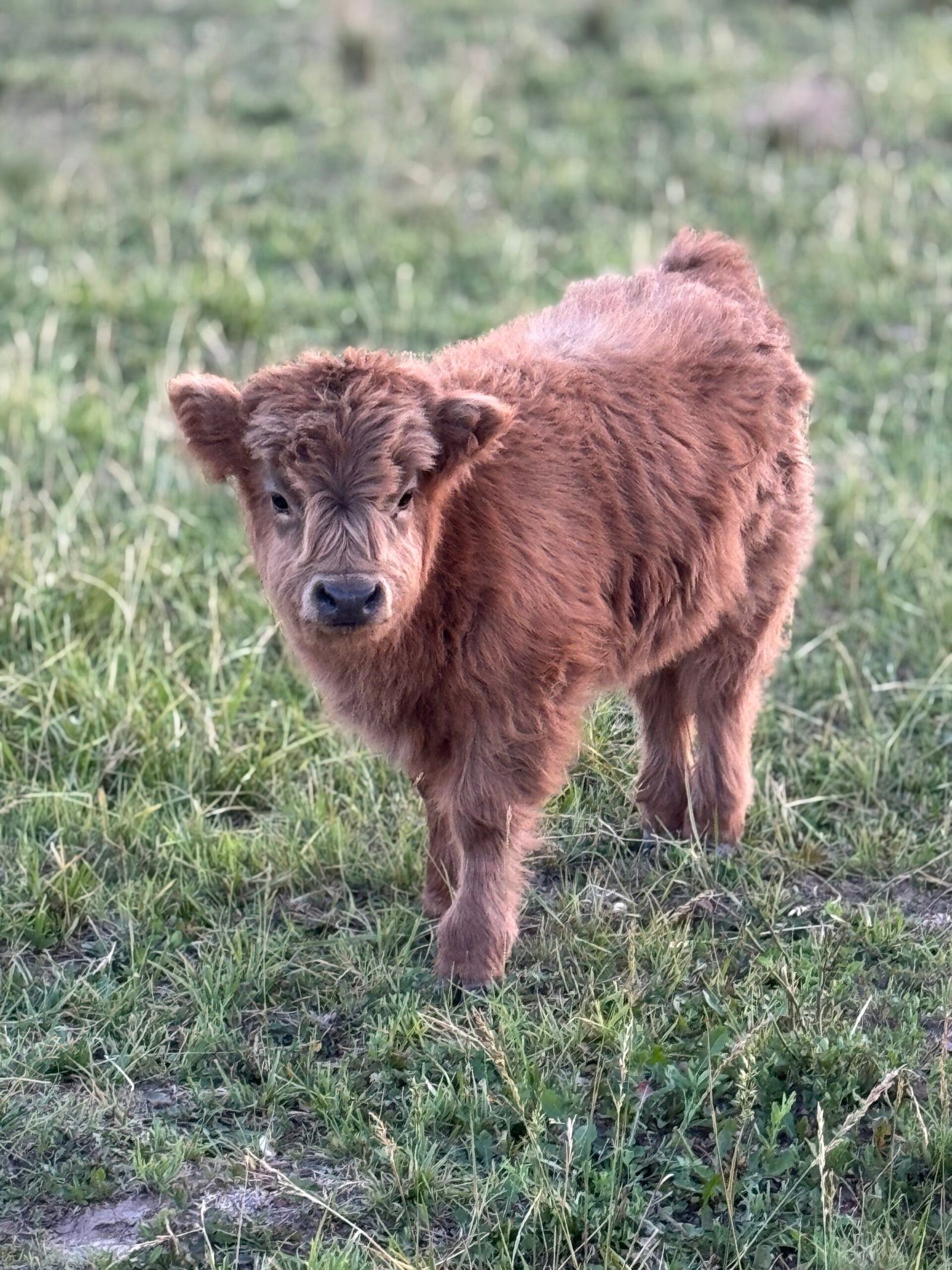 Micro/Mini Heifer " Polly Anne" - Highland Coo Cattle Co. -SOLD 9,750