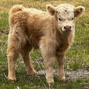 Micro/Mini Yellow Steer by Rolling 7 Ranch