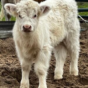 Mini/Midsize White Heifer by Rolling 7 Ranch - SOLD 7,250