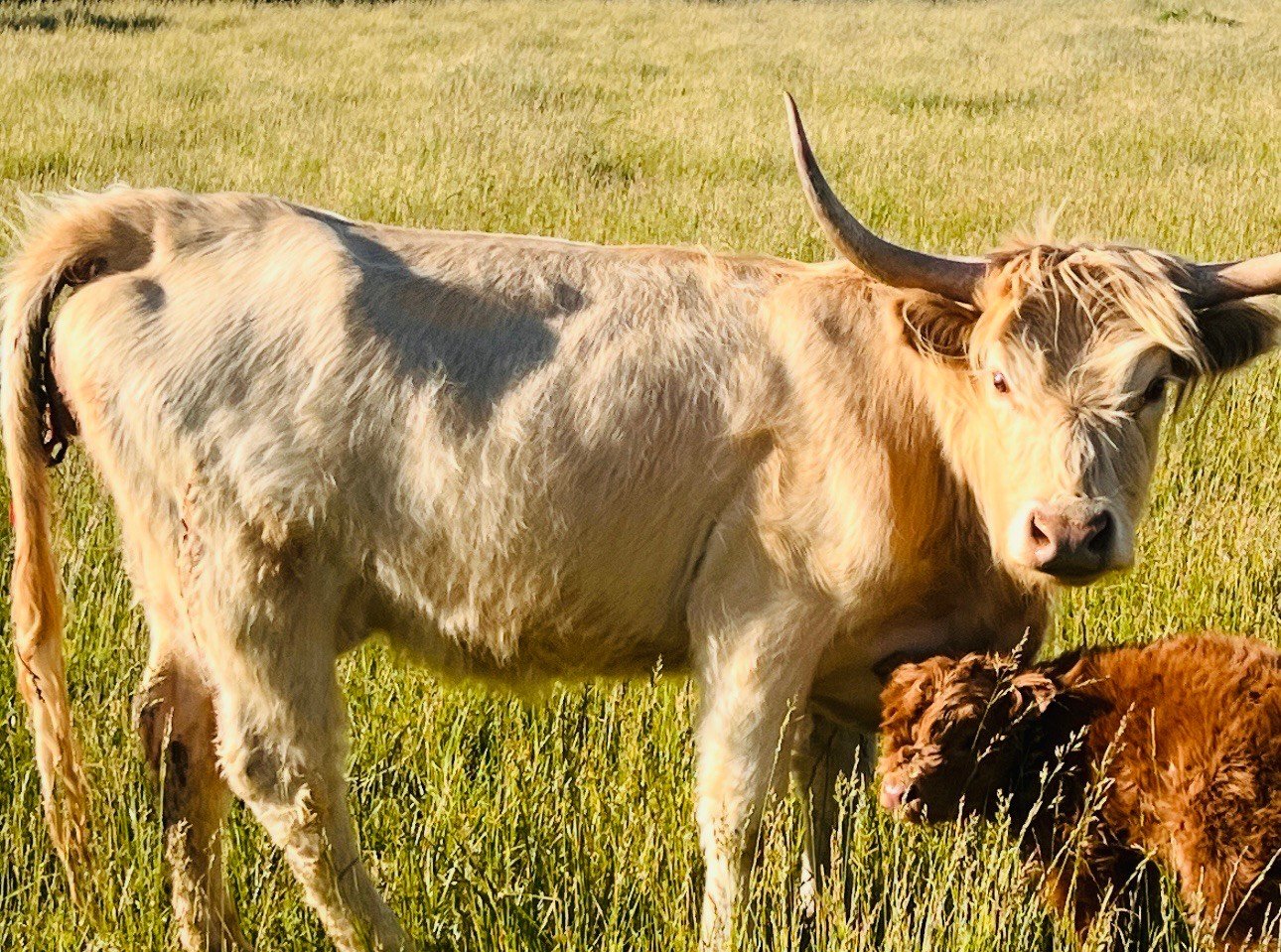 Micro/Mini Bull "Maximus" by Highland Coo Cattle Co - Image 4
