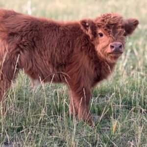 Micro/Mini Bull "Maximus" by Highland Coo Cattle Co